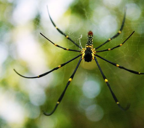 Free Close-up of a Golden Orb-Weaver spider (Nephila pilipes) on its web in Chiang Mai, Thailand. Stock Photo