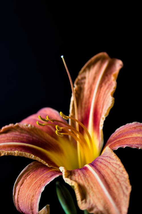 Free Flower In Black Background Stock Photo