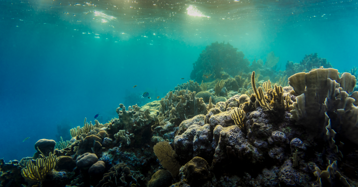 Explore the vibrant colors of the coral reef underwater off the coast of Coxen Hole, Honduras.