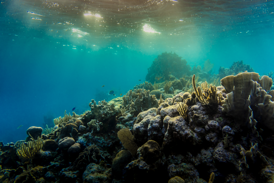 wisata alam Wakatobi: surga bawah laut yang wajib dikunjungi