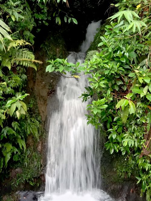Free A small waterfall nestled in verdant forest foliage, creating a tranquil natural scene. Stock Photo