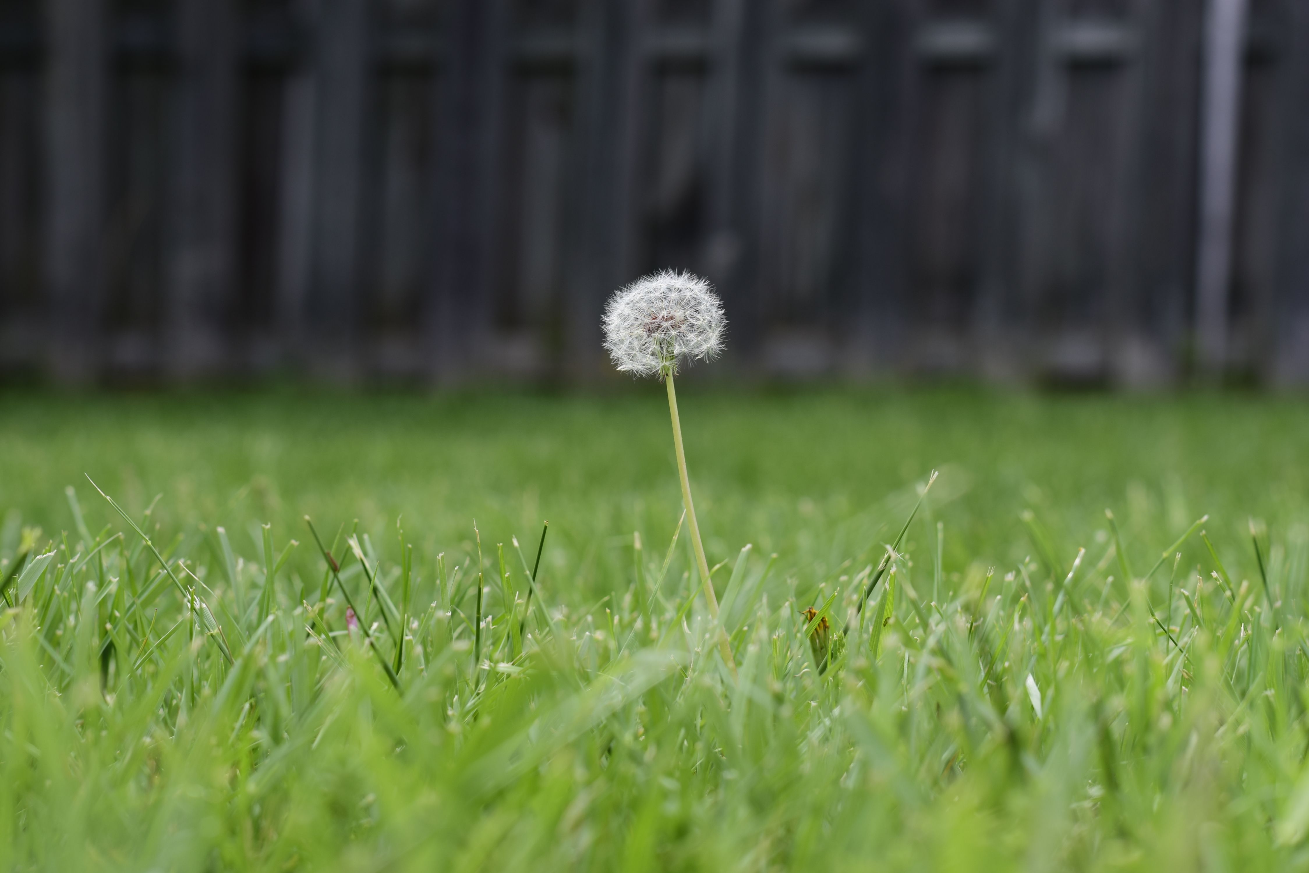 how to get rid of weeds in your lawn