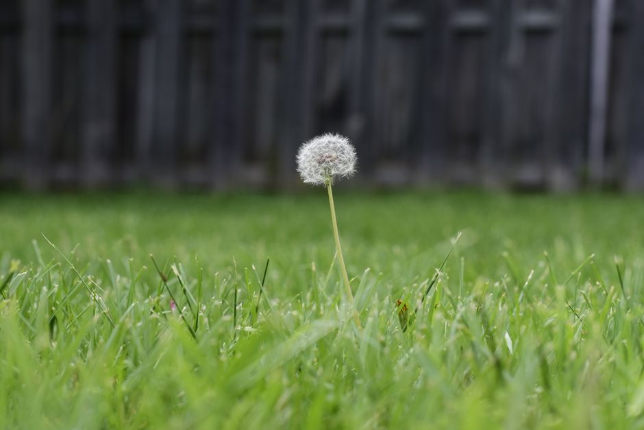 how to get rid of weeds in your lawn