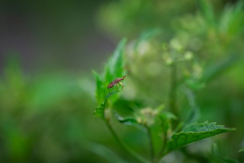 Free Macro shot of a small insect perched on a vibrant green leaf with blurred background. Stock Photo