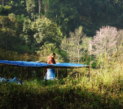 Idyllic countryside scene with a person working on a farm in Chiang Mai, Thailand, surrounded by green hills and cherry blossoms.