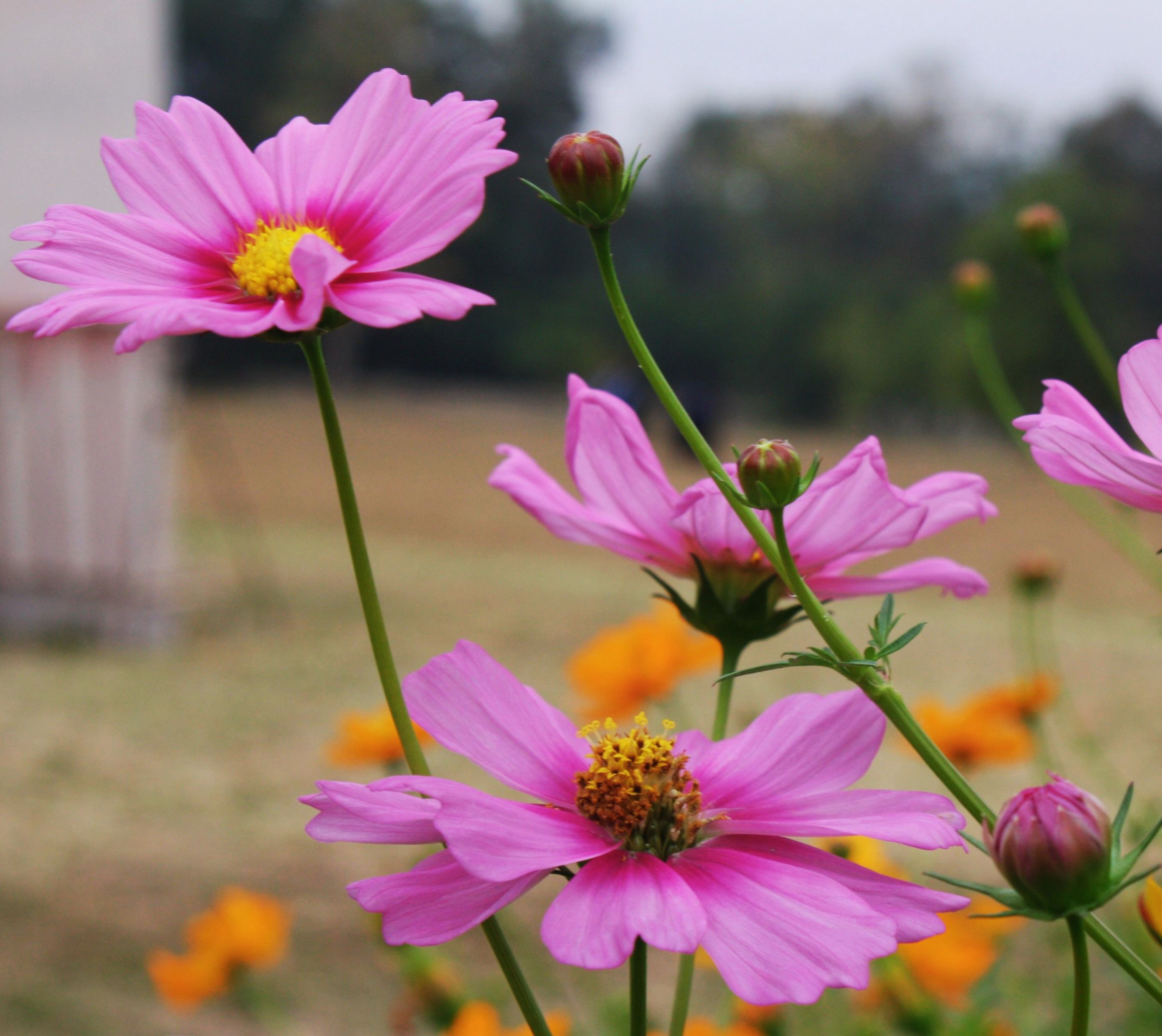 [ColoSach]-close-up-of-vibrant-pink-cosmos-flowers-blooming-in-a-garden-in-chiang-mai,-thailand.