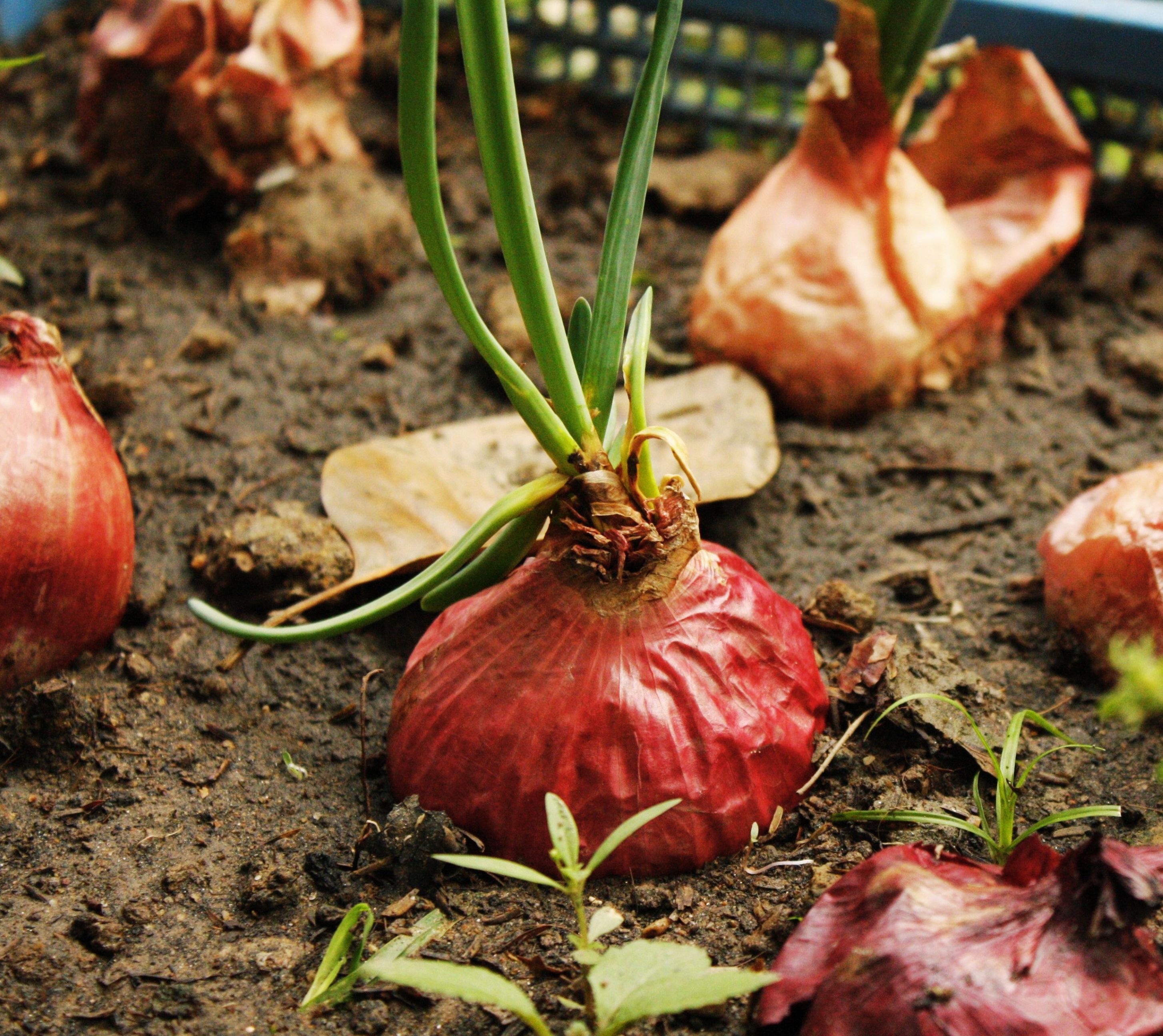 Red onions growing in a garden with rich soil, ideal for organic farming.