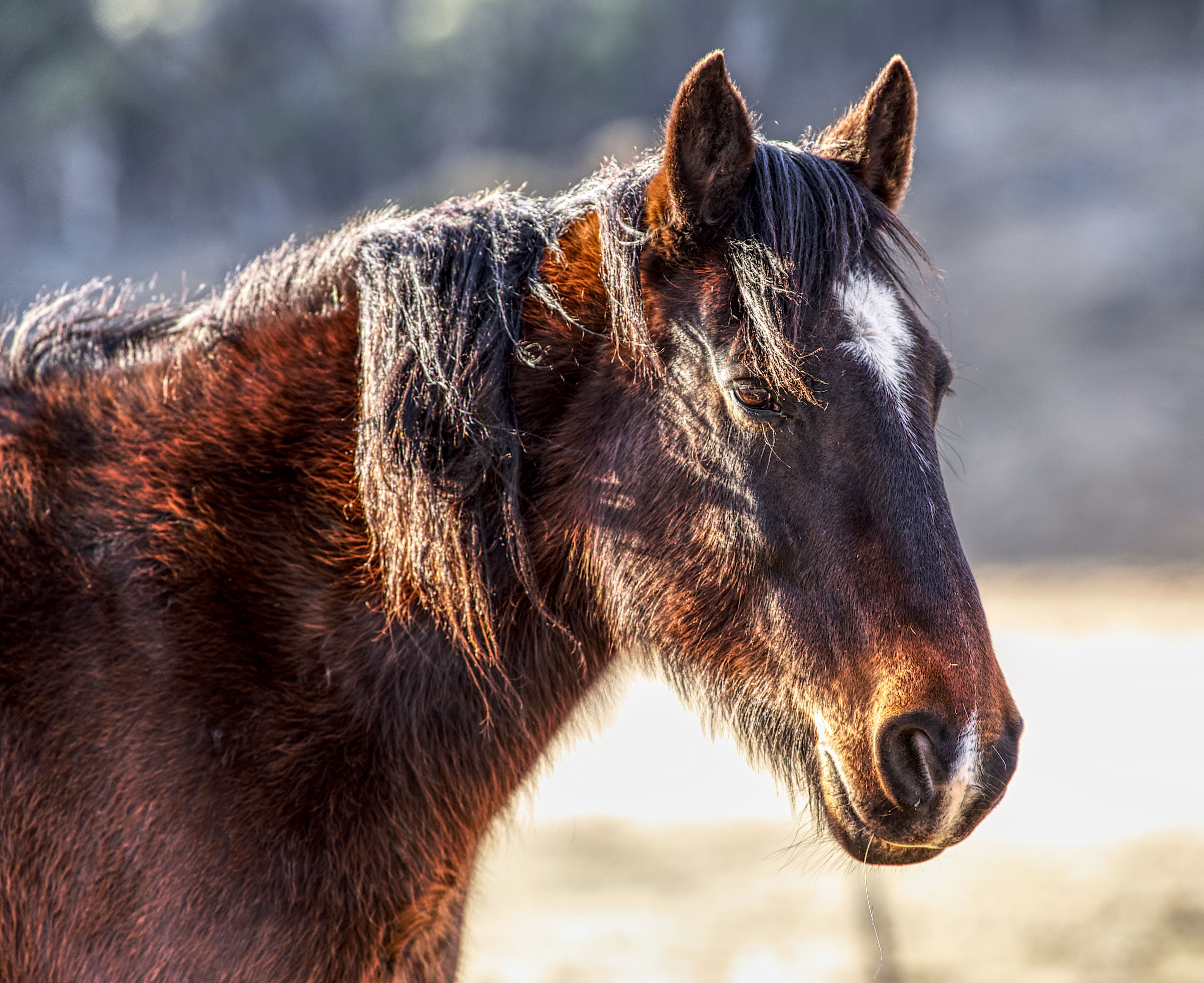 Australian Broadcasting Corporation Reports on Brumby Cull Delay and West Bank Incident