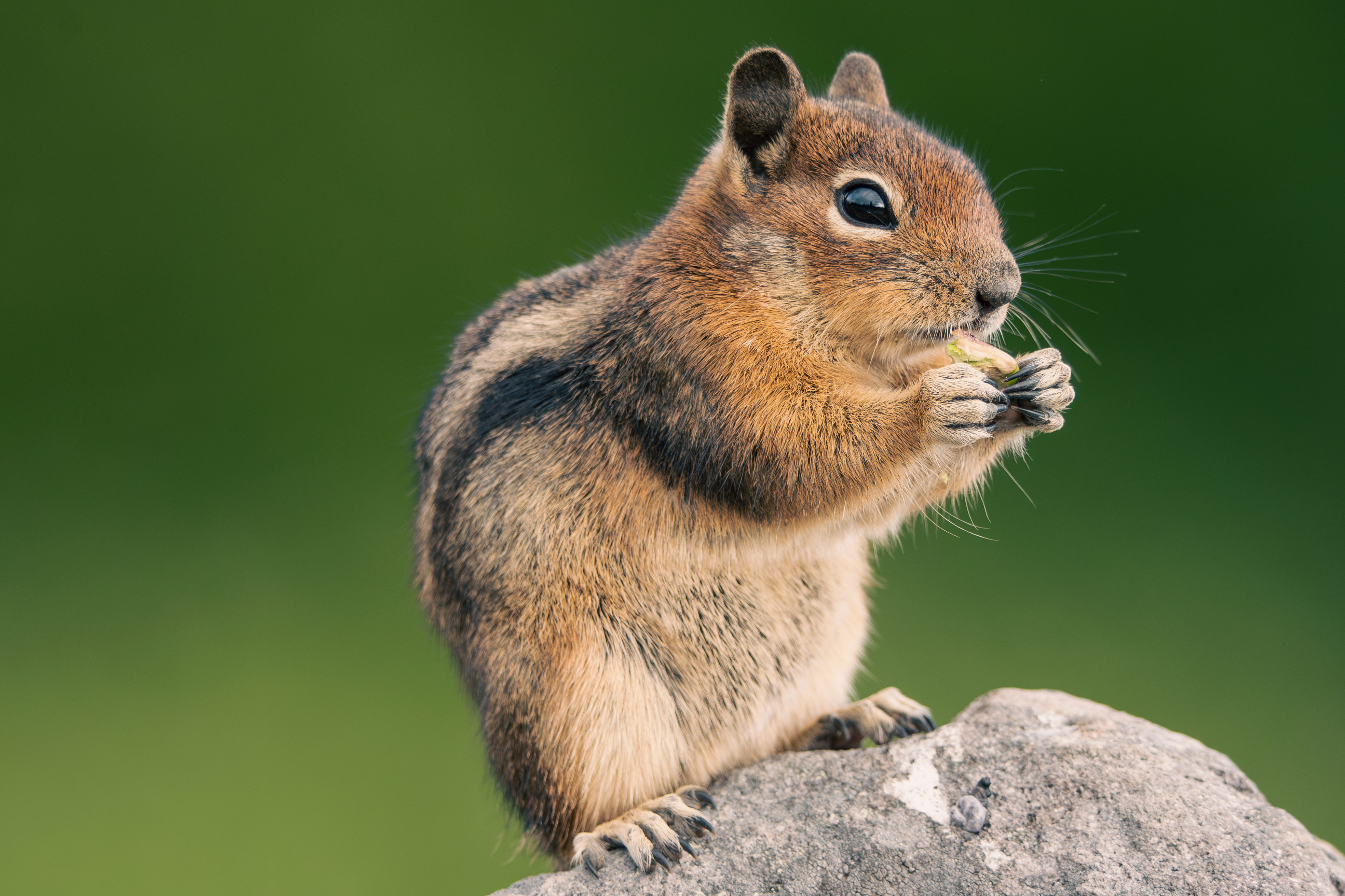 Adorable chipmunk sitting on a rock nibbling food against a green background.