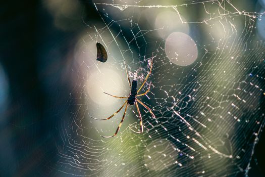 Close-up of a golden orb spider on its intricately woven web in natural light.