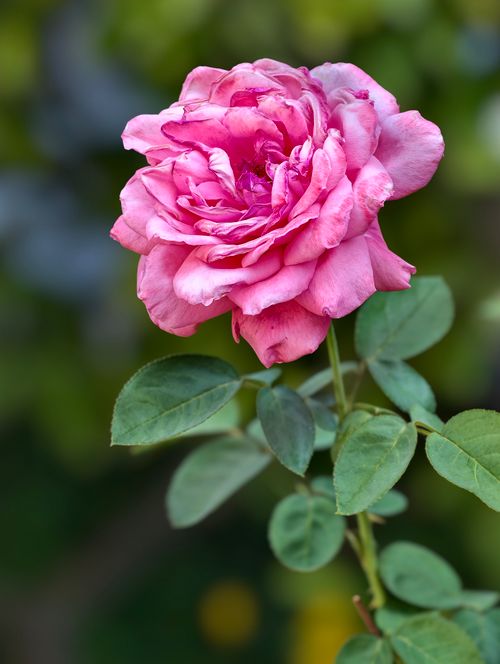 Free Vibrant pink rose blossom with green leaves captured in Almaty, Kazakhstan garden. Stock Photo