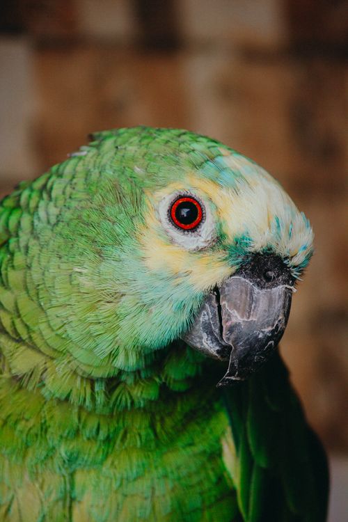 Free Detailed close-up of a colorful green parrot with vivid plumage and sharp features, indoors in Brazil. Stock Photo