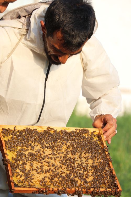 Free Beekeeper examining an active bee colony on a sunny day. Outdoor apiary scene. Stock Photo