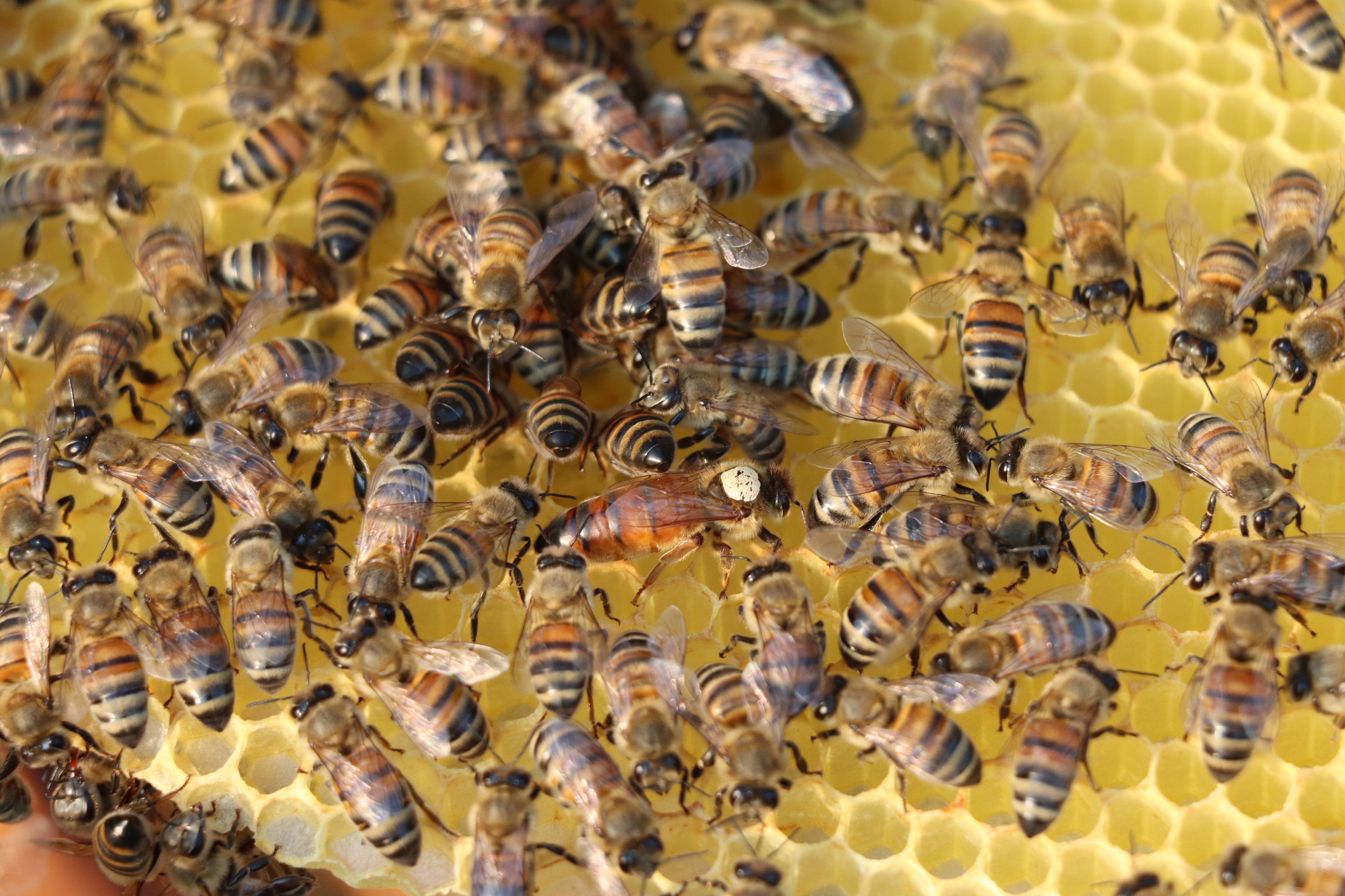 A marked queen bee surrounded by worker bees on a honeycomb frame