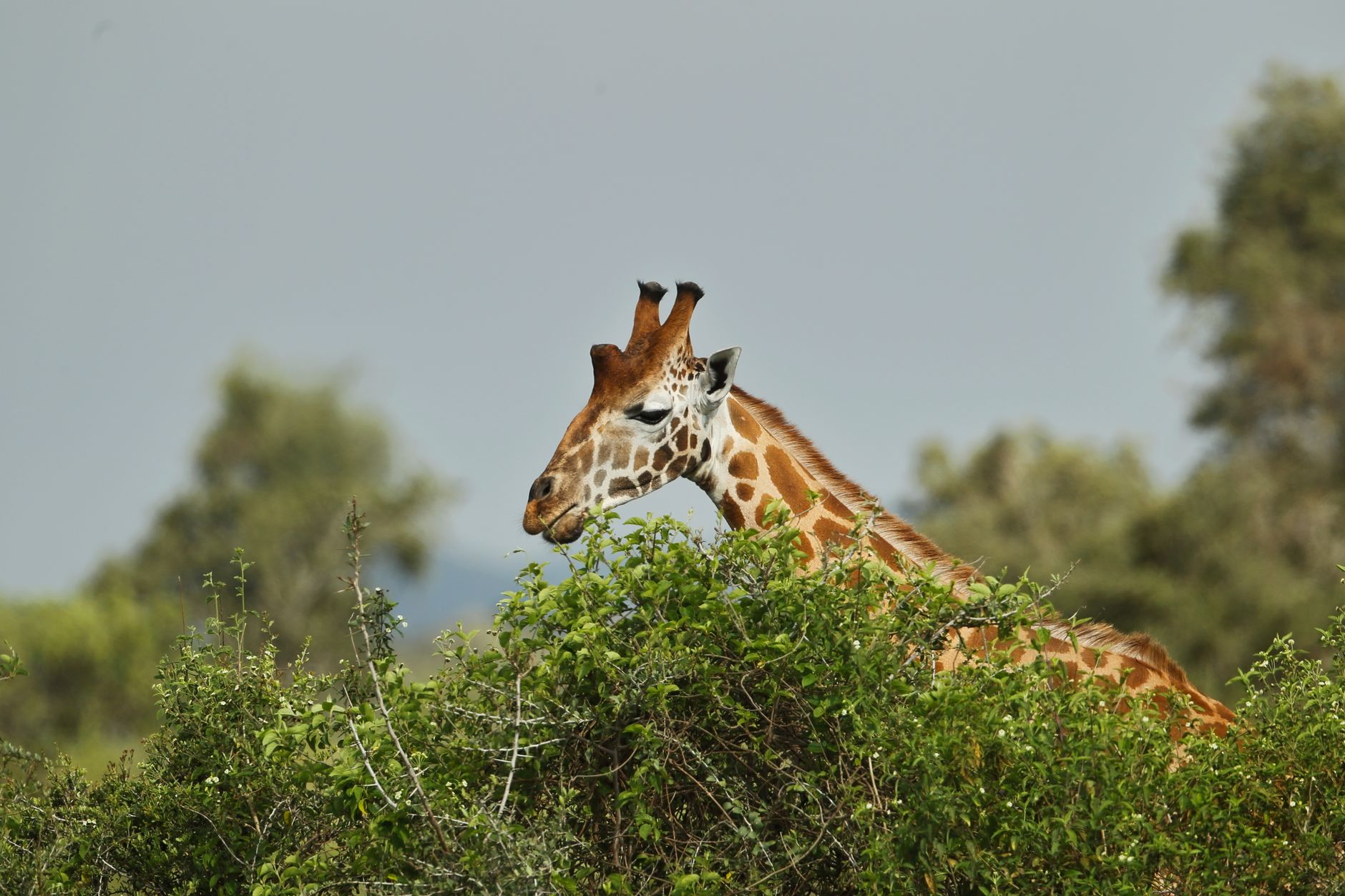Return flights to Kenya from Milan starting from €466