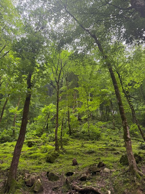 Free Vibrant green forest scene captured in Shirkooh, Gilan Province, showcasing serene natural beauty. Stock Photo