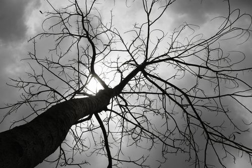 Free Black and white photo of a leafless tree silhouetted against a cloudy sky, evoking a dramatic and moody atmosphere. Stock Photo