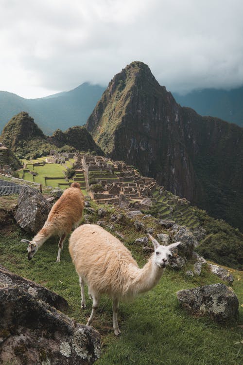 Lama Marrone Sul Campo Di Erba Verde Vicino Alla Montagna