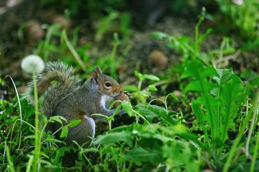 A detailed shot of a squirrel amidst vibrant green foliage in a natural setting.