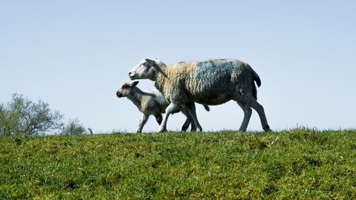Free A tranquil scene of sheep grazing on lush grass in Hamburg, Germany, under clear blue skies. Stock Photo