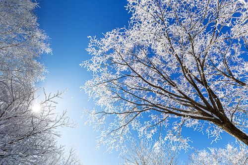 Free Stunning view of snowy branches against a clear winter sky, capturing the essence of the season. Stock Photo
