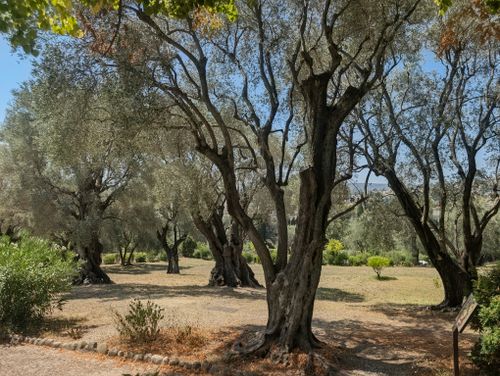 Free Capture the beauty of an ancient olive grove with sunlight casting shadows, perfect for nature or travel themes. Stock Photo