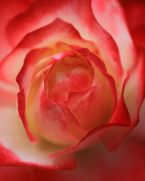 Free Macro photography of a red and white rose from Cimahi, Indonesia, capturing delicate petal details. Stock Photo