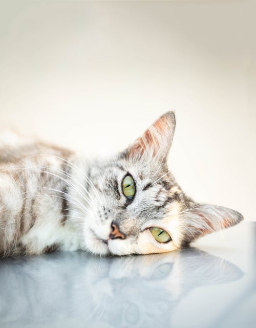 Tabby Cat Lying On White Textile
