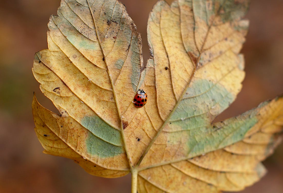 Red Ladybug On Leaf