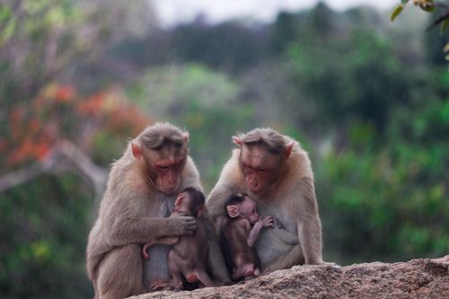 Free Two adult monkeys cuddle their young in a heartwarming scene as rain falls gently on a rocky perch. Stock Photo