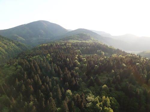 Free stock photo of eco, green mountains, green trees Stock Photo