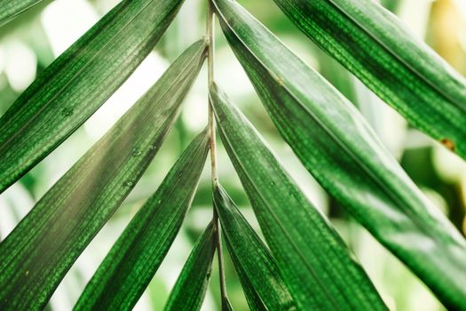 Detailed macro shot of green palm leaves with sunlight filtering through, conveying natural freshness.