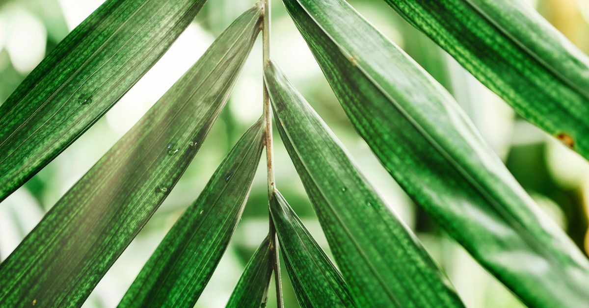 Folhas de palmeira saudáveis Folhas verdes de palmeira com a luz do sol passando entre elas