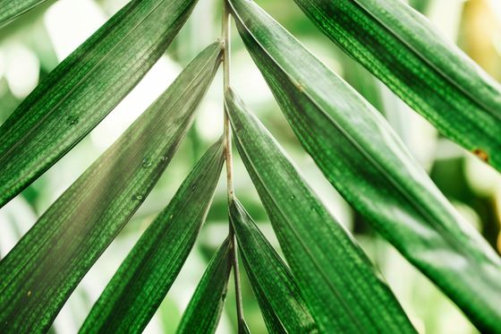 Sunlit green palm fronds, photo by Krisztina Ajtai on Pexels