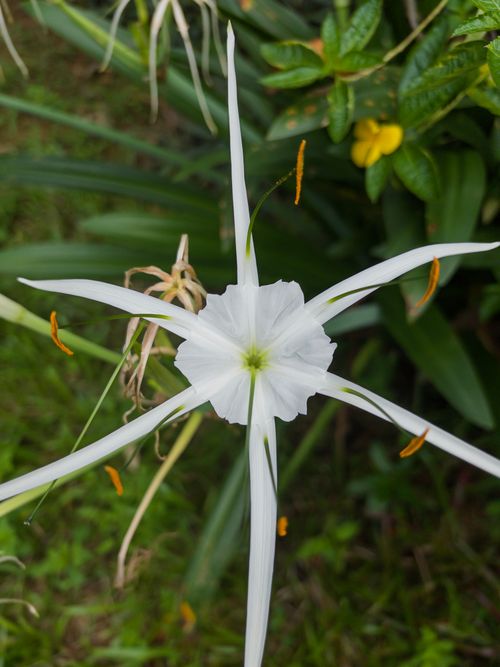Free Close-up of a white spider lily flower with lush green foliage in the background. Stock Photo