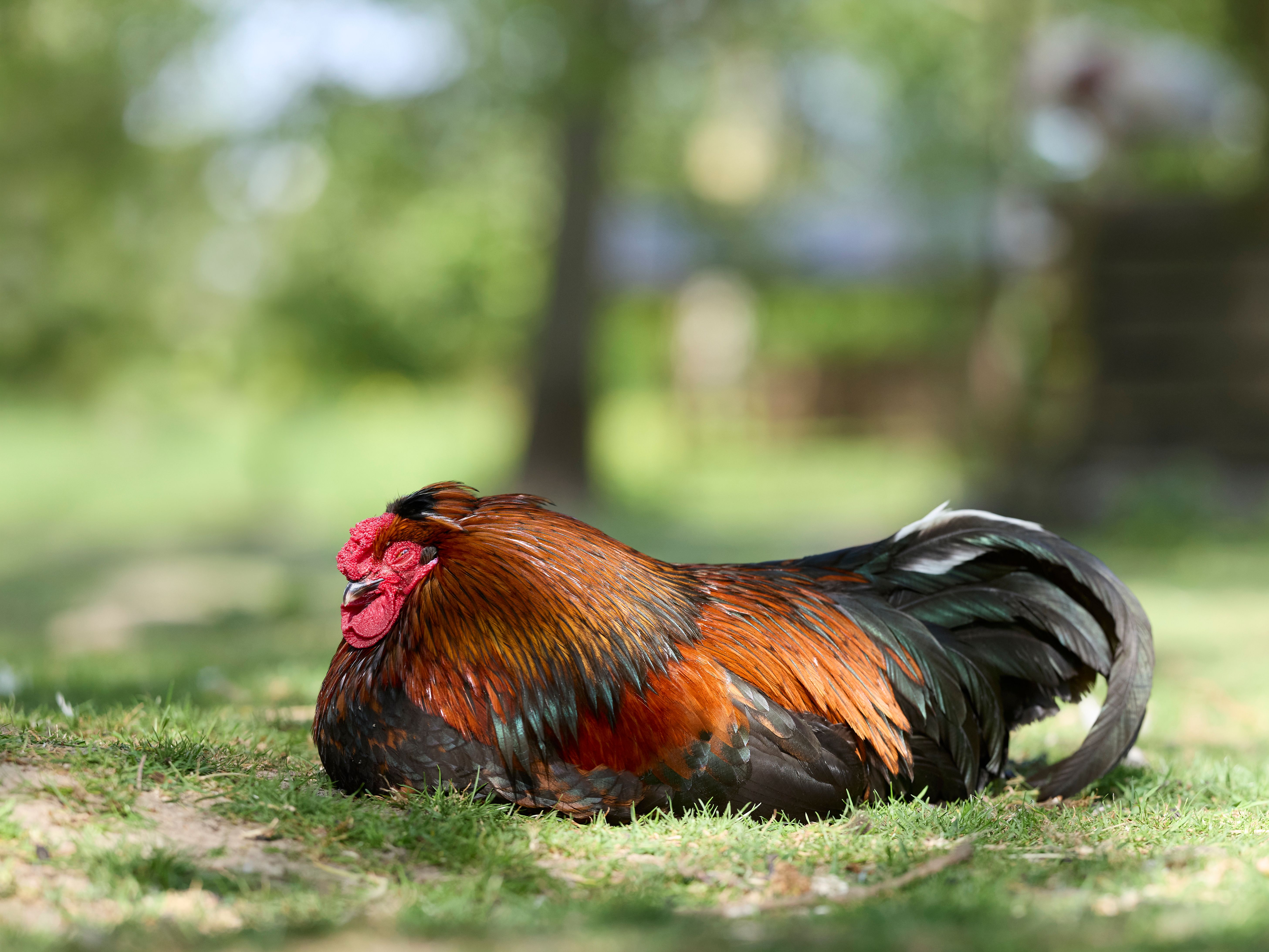 Advanced Skill Certificate in Animal Psychology Level 4 + Level 5