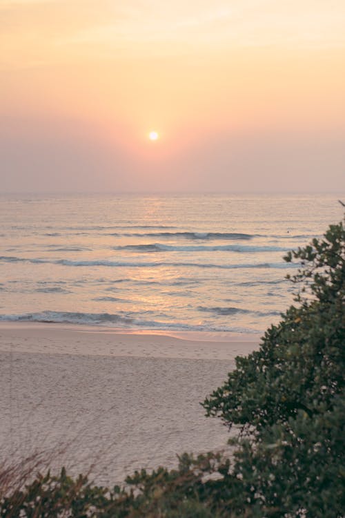 Free Green Trees Near the Ocean Stock Photo