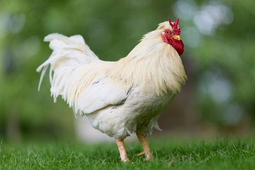 Free Striking white rooster with a red comb and wattle in a lush green outdoor setting. Stock Photo