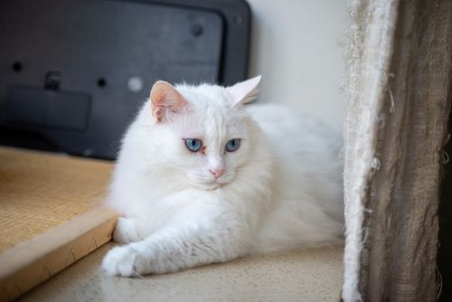 Free A serene white cat with striking blue eyes lying indoors on a textured surface. Stock Photo