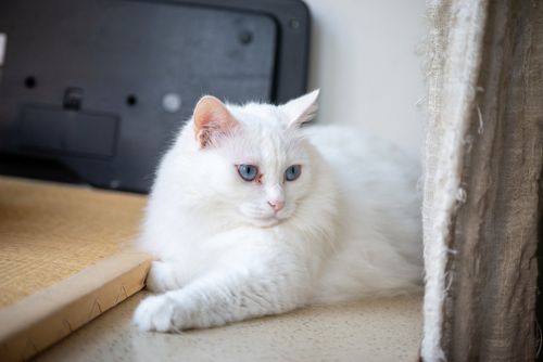 Free A serene white cat with striking blue eyes lounging inside, exuding calmness and beauty. Stock Photo