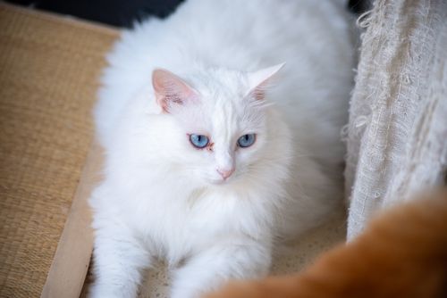 Free A beautiful white fluffy cat with striking blue eyes lounging inside on a woven mat. Stock Photo
