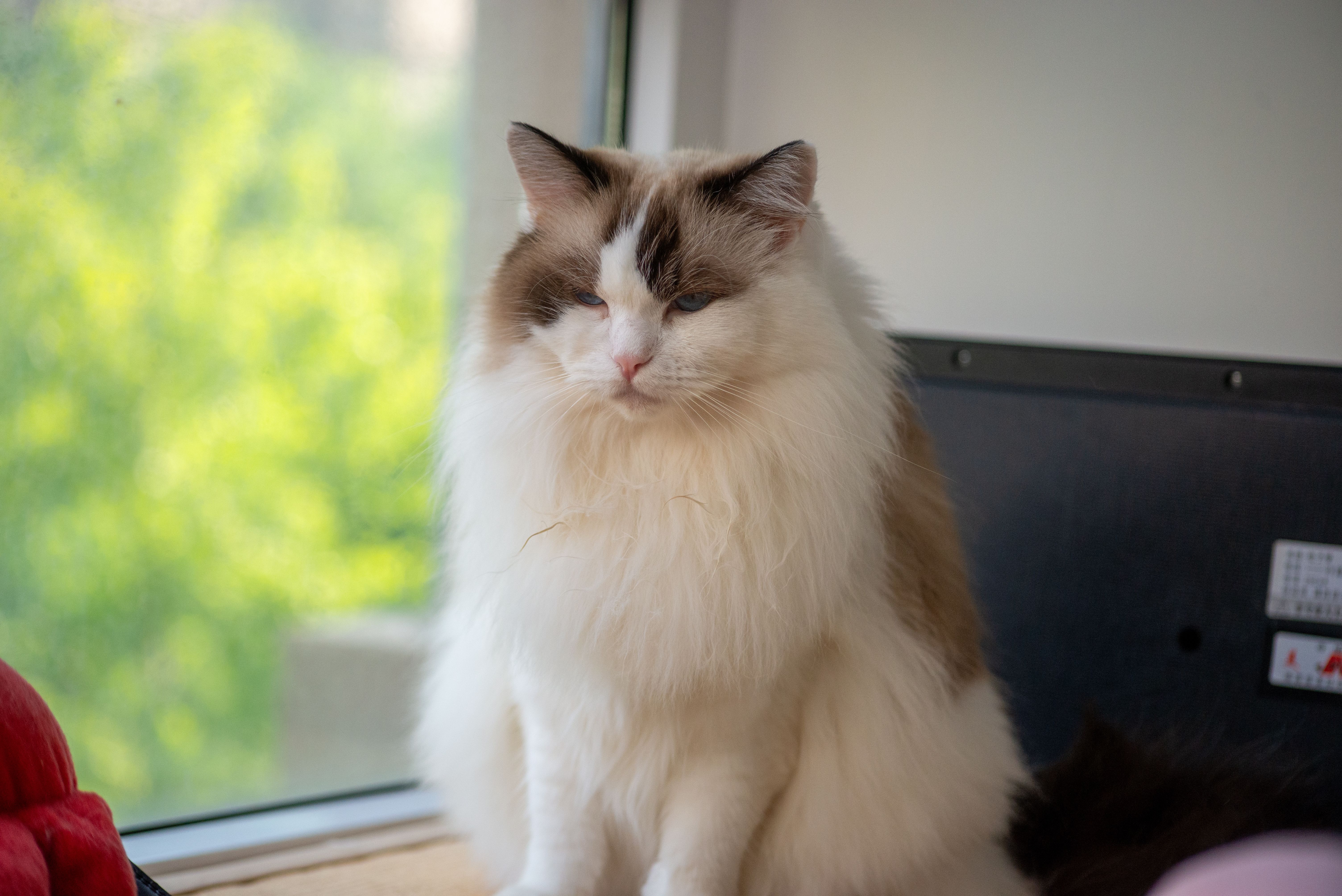 Napoleon Cat