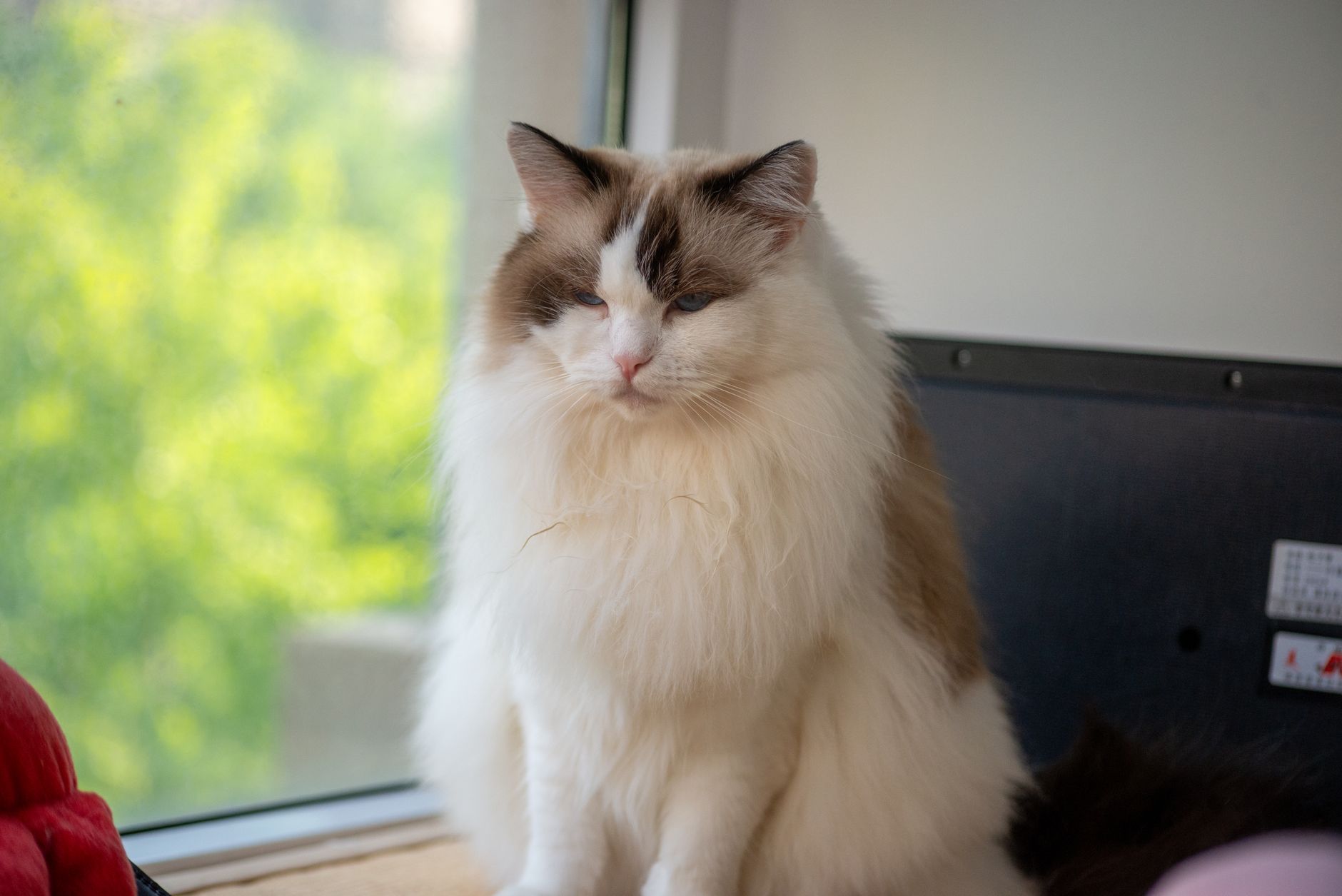 Napoleon Cat