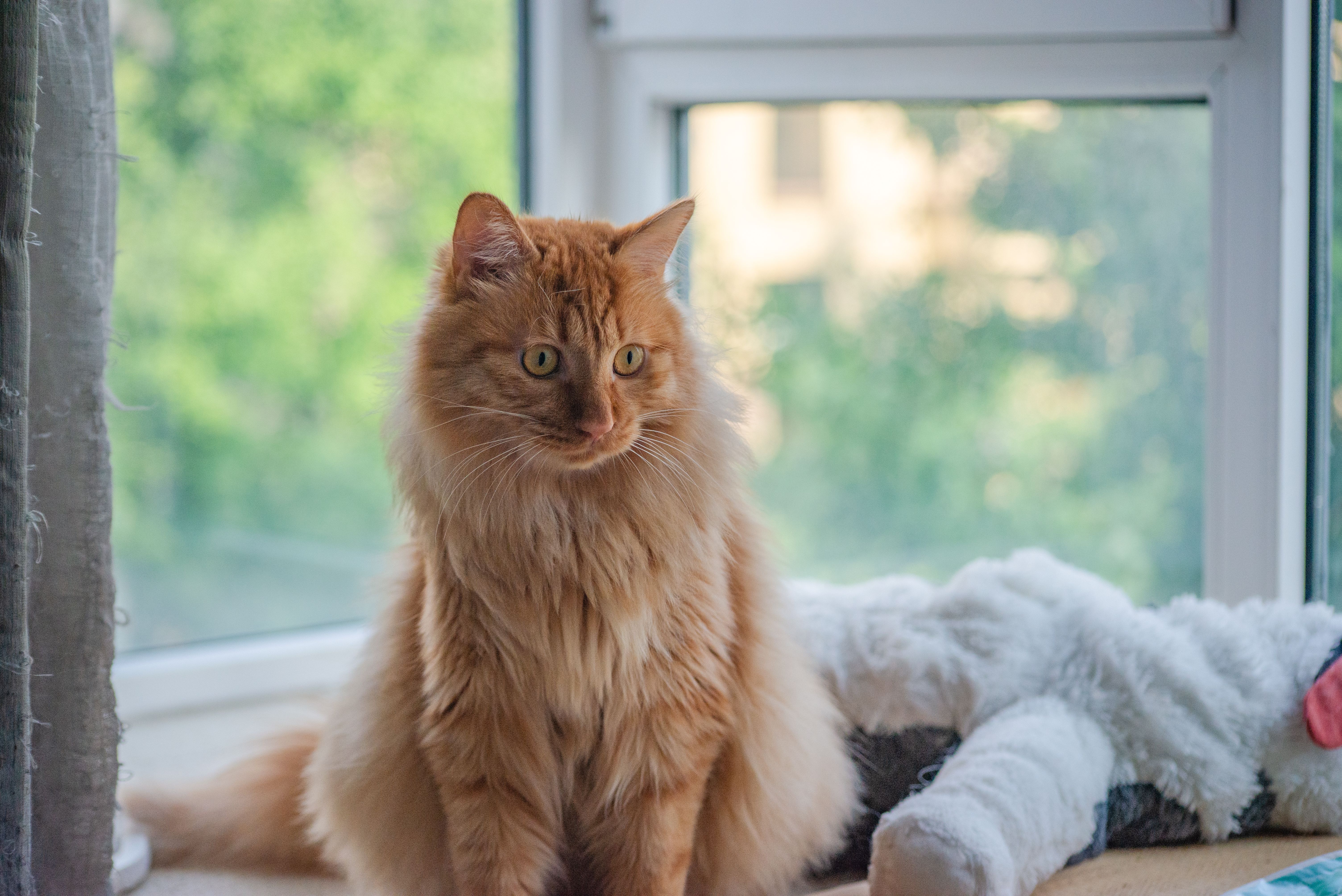 Ginger cat perched on a sunlit windowsill