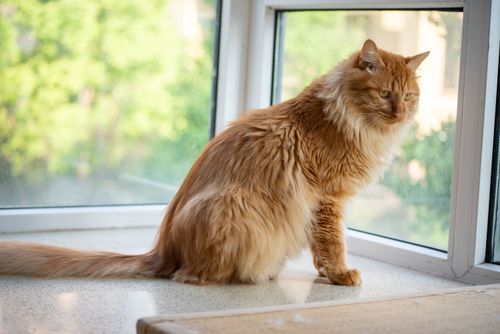 Free Fluffy ginger cat sits by a bright window, enjoying the indoor sunlight. Stock Photo
