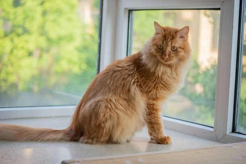 Free Adorable fluffy orange cat sitting by the window with green foliage background. Stock Photo