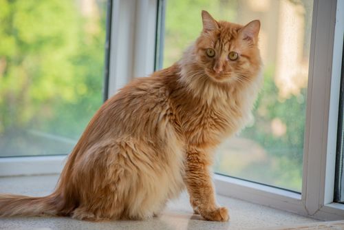 Free A beautiful long-haired ginger cat sitting by a window inside a home. Stock Photo