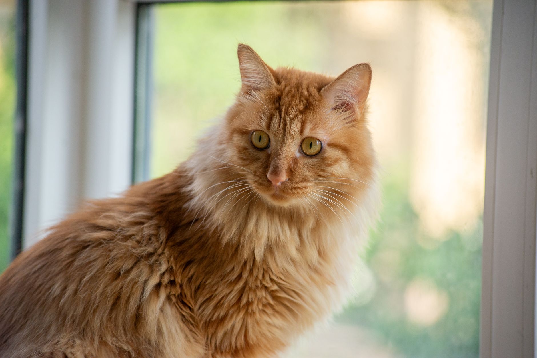 Healthcare and wellness consultation for a cat
