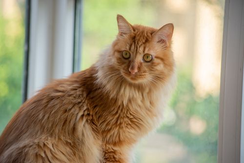 Free Charming ginger cat with lush fur looking outside a sunlit window. Stock Photo