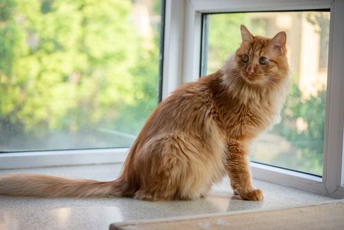 Free A fluffy ginger cat sitting on a windowsill, gazing outside at a sunny view. Stock Photo